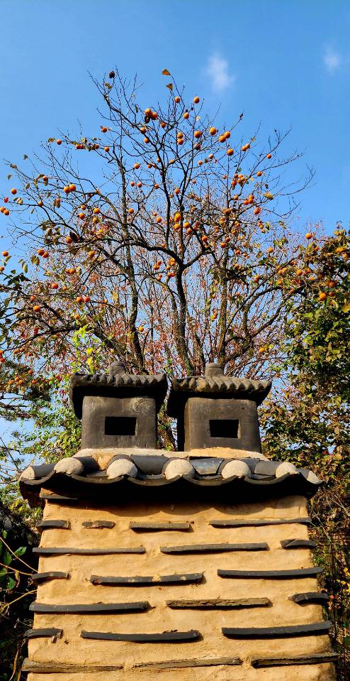 북한강변 경기 양평군 한옥레스토랑 고당 뒤뜰의 감나무. 11월2일 촬영