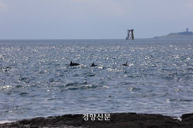 제주 연안에서 헤엄치고 있는 제주남방큰돌고래. 핫핑크돌핀스 제공