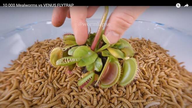 [서울=뉴시스]유튜브 채널 'WormLapse'는 지난해 3월11일 '10,000 Mealworms vs VENUS FLYTRAP'라는 제목의 영상을 올렸다. (사진=WormLapse 채널 캡처) 2023.11.14. photo@newsis.com *재판매 및 DB 금지