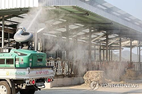 '럼피스킨 막아라'…축산농가 방역 [연합뉴스 자료사진]