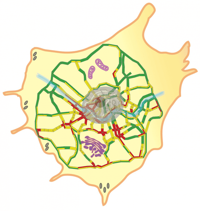 서울의 내부 및 외곽 도로망으로 표현한 세포 속 소포들의 트래픽 현상 (자료=IBS)