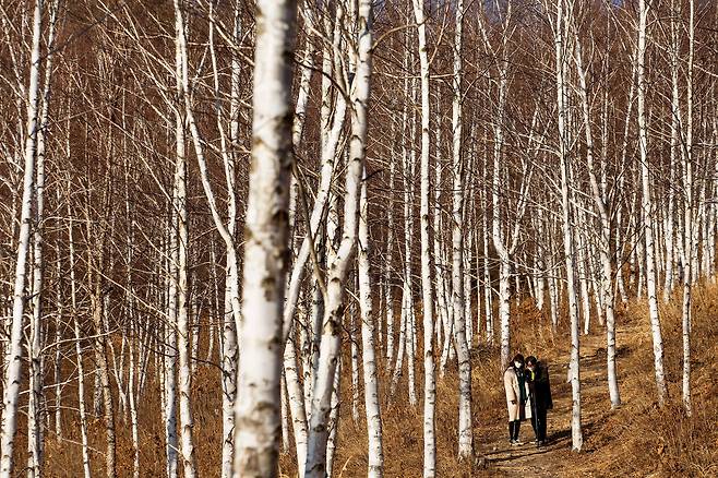 청송 무포산에 조성된 자작나무 숲. 새하얀 자작나무들이 이국적인 풍경을 선사한다. /양수열 영상미디어 기자