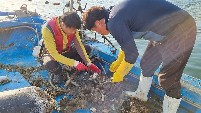 연중 최대 성수기를 맞은 경남 남해안 굴 양식업계가 최근 원인을 알 수 없는 굴 집단폐사로 비상이 걸렸다. 지난 11월 말 피해 현황 조사에 나선 굴 수협 직원들이 굴 상태를 살피고 있다./굴수하식수협