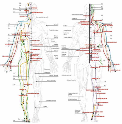 인체의 경락을 도식화한 그림. 그러니까 이걸 보고 귤을 연상했다는 얘기인데… 솔직히 입맛은 떨어진다. [사진 출처=픽사베이]