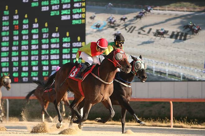 제16회 국제신문배 우승마 어마어마(3번)와 안토니오 기수 결승선 모습. 사진 | 한국마사회