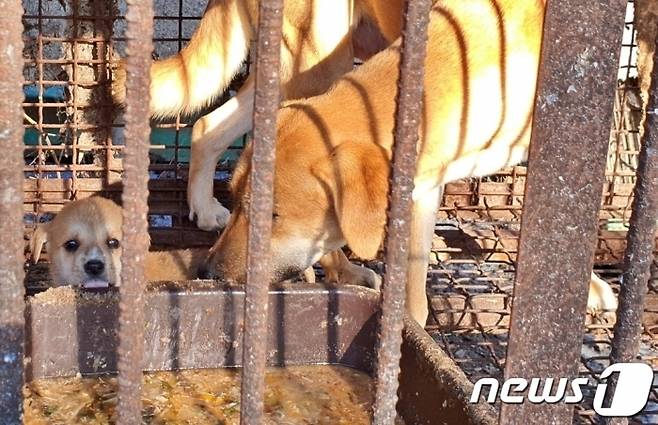 식용견 농장에서 사육되고 있는 개들 ⓒ 뉴스1 최서윤 기자