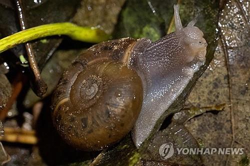 브레스트 지역에서 구조된 희귀종 캥페르 달팽이 [AFP 연합뉴스 자료사진]