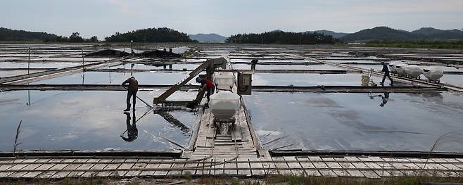 일본 후쿠시마 오염수 방류를 앞두고 국내 천일염 품귀 현상이 발생한 지난 6월 전라남도 신안군의 한 염전에서 노동자들이 대파질로 소금 알갱이를 모으고 있다. 박종식 기자 anaki@hani.co.kr