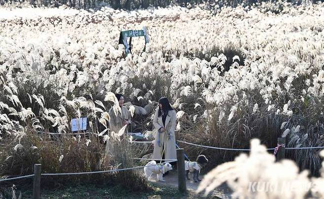 은빛 출렁이는 억새밭 사이를 산보하는 시민들