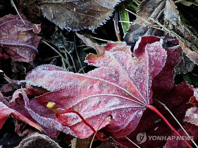 겨울옷 입은 단풍잎 [연합뉴스 자료사진]