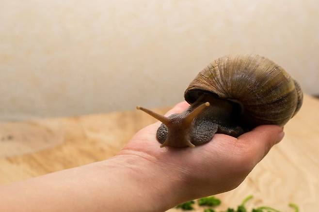 달팽이. 게티이미지뱅크