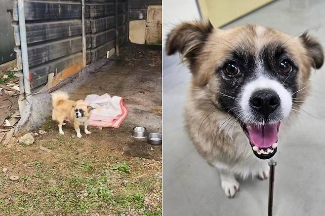 /사진제공=동물보호연대