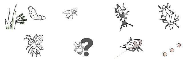 지난 6월 말부터 황 에디터가 엑스 계정에 그려 올린 곤충들. (오른쪽 위부터 반시계 방향으로) 러브버그, 화상벌레, 흡혈파리, 흑명나방 유충, 벌, 이하 빈대.