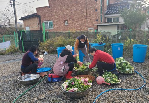 김포토종학교 회원들이 토종 종자로만 키운 김장용 배추와 무를 활용, 김장김치를 담그고 있다. 김포토종학교 제공