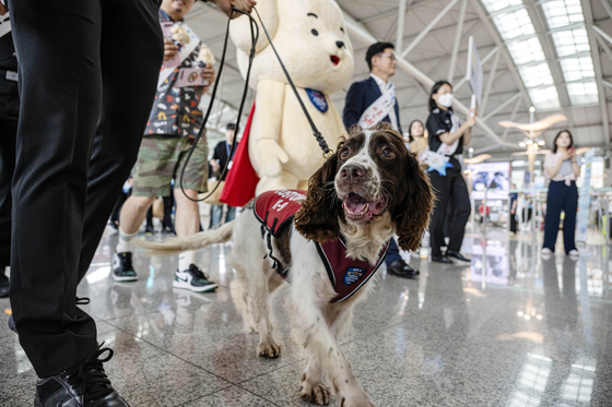 지난 7월 25일 오후 인천국제공항 제1터미널 출국장에서 마약 탐지견 유로와 관체성 직원들이 마약류 밀반입 예방 캠페인을 펼치고 있다.〈사진=공동취재〉