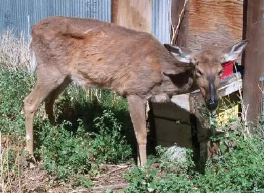 전염성이 강한 질병인 만성 소모성 질환을 앓고 있는 와이오밍 사슴. [사진=CWD 연합 제공]