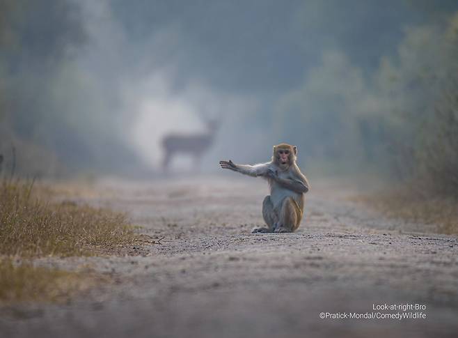 Pratick Mondal, 오른쪽을 봐/The Comedy Wildlife Photography Awards 2023