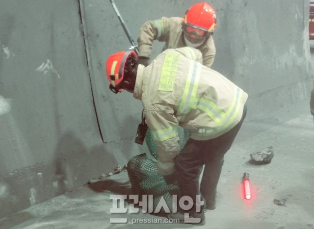 ▲이천소방서 대원들이 21일 정개터널에 들어온 고라니를 구조하고 있다. ⓒ이천소방서