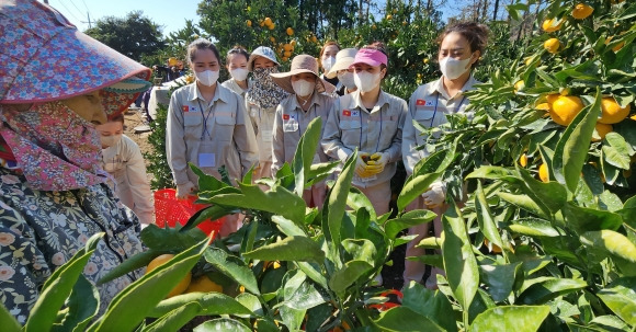 베트남 남딩성에서 온 제주 첫 공공형 계절 근로자들이 1일 오후 서귀포시 남원읍 위미리 강애선(72) 씨의 과수원에서 감귤 따는 방법에 대해 배우고 있다. 2023.11.1 연합뉴스