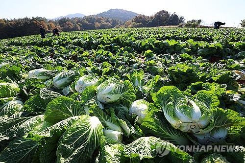 김장용 배추 [연합뉴스 자료사진]