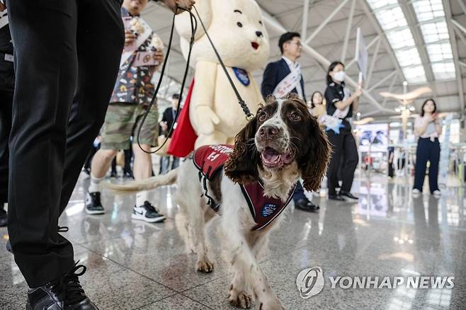 '마약 안 돼!' (영종도=연합뉴스) 김도훈 기자 = 25일 오후 인천국제공항 제1터미널 출국장에서 마약 탐지견 유로와 관체성 직원들이 마약류 밀반입 예방 캠페인을 펼치고 있다.
    관세청은 이날부터 다음 달 31일까지 전국 주요 공항세관을 중심으로 출국 여행객 등을 대상으로 마약류 밀반입 예방 캠페인을 진행한다. 2023.7.25 [공동취재] superdoo82@yna.co.kr