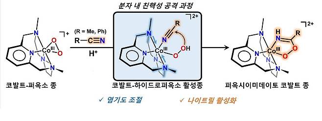 연구 그림 코발트-하이드로퍼옥소 화합물의 나이트릴 활성화 반응 도식. [울산과학기술원 제공. 재판매 및 DB 금지]