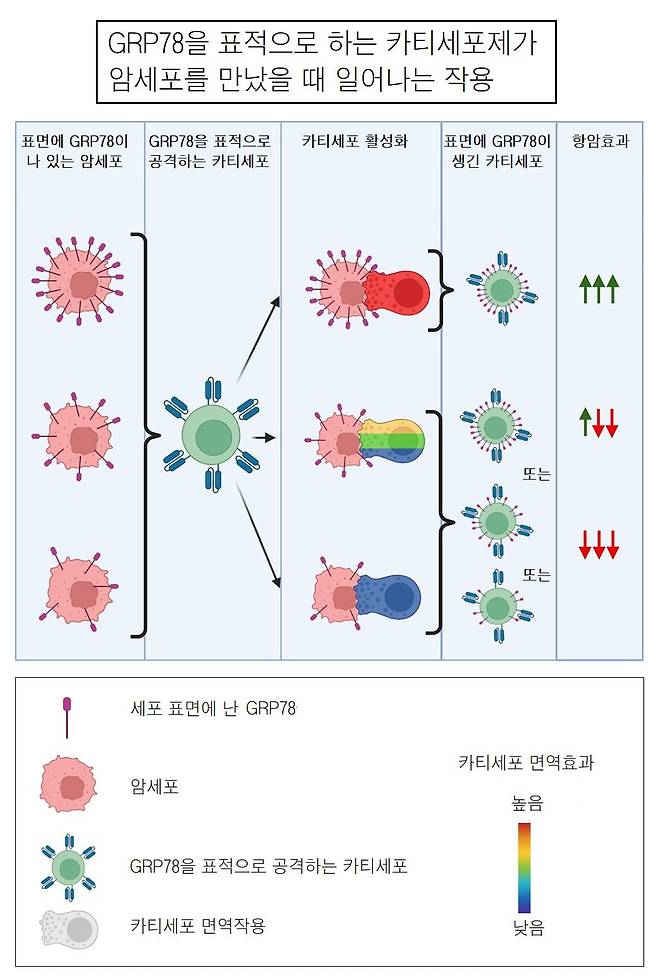 몸 속 단백질인 GRP78을 겨냥한 카티(CAR-T) 치료제가 암세포를 만났을 때 일어나는 작용. /세인트주드칠드런리서치병원 셀 리포트 메디신