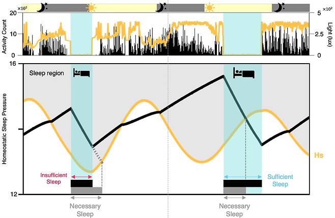 수면 패턴(상단)에서 수면 압력과 일주기 리듬(하단)을 예측하는 시뮬레이션 결과./기초과학연구원(IBS)