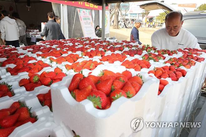 지난 3월 열린 논산 딸기 축제 [연합뉴스 자료사진]