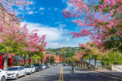 The streets of Panzhihua are adorned with blooming flowers  throughout all four seasons.