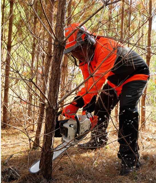 산림사업법인 관계자가 나무를 벌채하고 있다. 국무조정실