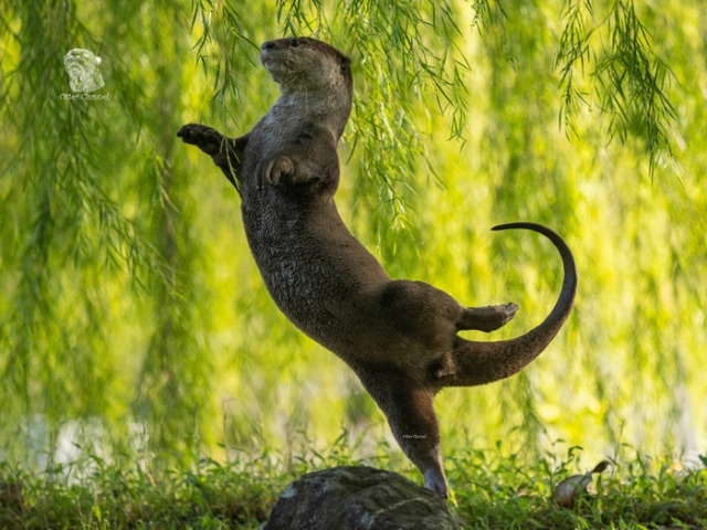 수중 부문 우승작인 ‘수달 발레리나’. comedywildlifephoto 캡처