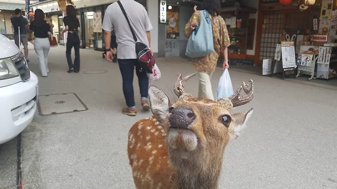 미야지마 오모테산도를 자유롭게 다니는 사슴.