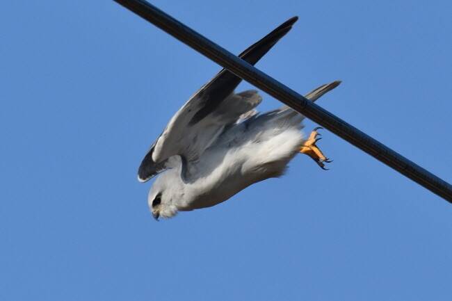 사냥감을 향해 몸을 날린다.