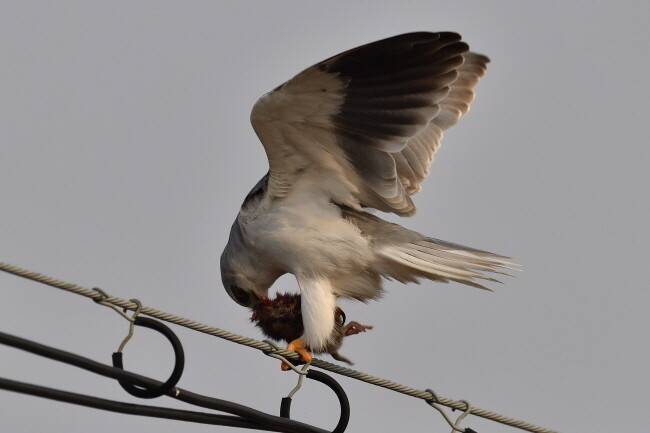 사냥감 들쥐의 목 부분은 잘라내고 허겁지겁 뜯어먹는 검은어깨매.