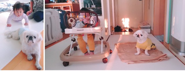 라온이는 8년 전 경기 용인시의 한 유기동물보호소에서 구조돼 반려인 수진 씨와 함께 지내고 있다. 라온이는 수진 씨의 아기가 태어나 자라는 과정도 함께 했다. 라온이 반려인 이수진 씨 제공