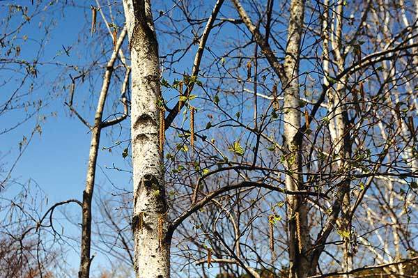 거제수나무나 자작나무는&nbsp;햇빛을 좋아한다. 자작나무는&nbsp;자신의 그늘에 가려지는&nbsp;아랫가지를 스스로 떨구어 줄기에&nbsp;부릅뜬 눈 모양의 무늬를 만든다.