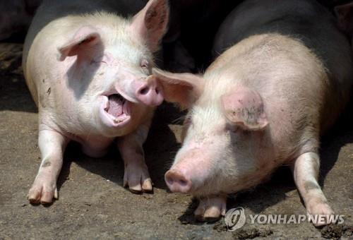 축사에서 사육중인 돼지 [EPA 연합뉴스 자료사진. 재판매 및 DB 금지]