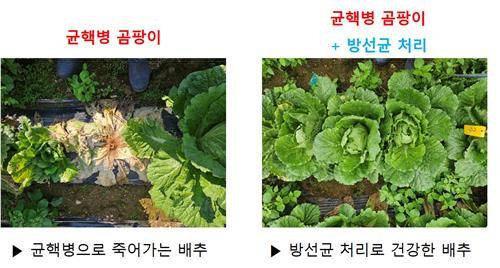 균핵병 곰팡이만 처리한 배추와 균핵병 곰팡이와 방선균을 함께 처리한 배추의 차이. [국립생물자원관 제공. 재판매 및 DB 금지]