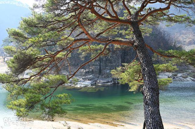 고산정 소나무 가지 아래로 옥색 물이 흐르고 있다.