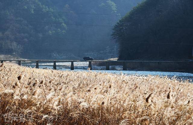 고산정 부근 낙동강변에 갈대와 억새가 어우러져 있다.