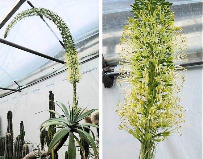 ▲일반인들 사이에서 ‘용의 혀를 닮았다’고 하여 ‘용설란’으로 불리는 아가베는 꽃대를 감싼 꽃봉오리들이 밑에서부터 피어나기 시작해 끝으로 번져가는 개화 특징을 보여준다.