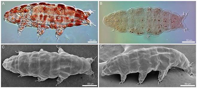 광학현미경과 전자현미경으로 촬영한 라마조티우스 그로엔란덴시스(Ramazzottius groenlandensis)의 모습./사진제공=극지연구소