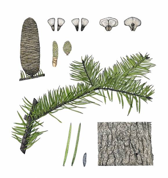 우리나라 전역에 분포하는 전나무는 잎끝이 뾰족하다. 강원 오대산 월정사, 전북 부안 내소사, 경기 광릉의 전나무 숲이 3대 전나무 숲길로 꼽힌다.