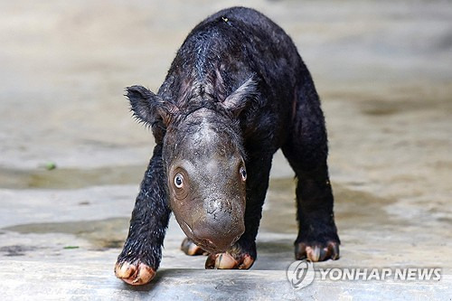 지난 26일 인도네시아 환경산림부가 촬영한 태어난 지 이틀 된 새끼 수마트라 코뿔소[AFP 연합뉴스 자료사진. 재판매 및 DB 금지]