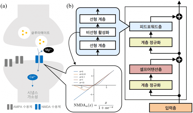 트랜스포머 모델에서 뇌 NMDA 수용체의 비선형성 활용 (자료=IBS)