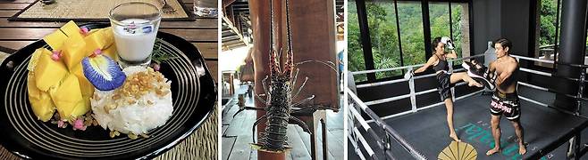 태국 전통 디저트인 ‘망고라이스’. 현지 바다 집시 ‘차오 레이’가 직접 잡아 판매하는 랍스터. 태국 격투 기술 ‘무에타이’를 배우는 관광객(왼쪽부터). /피말라이 리조트·헤븐스 포트폴리오