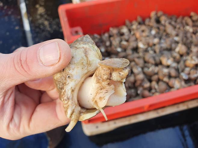 영국 골뱅이. /이해인 특파원