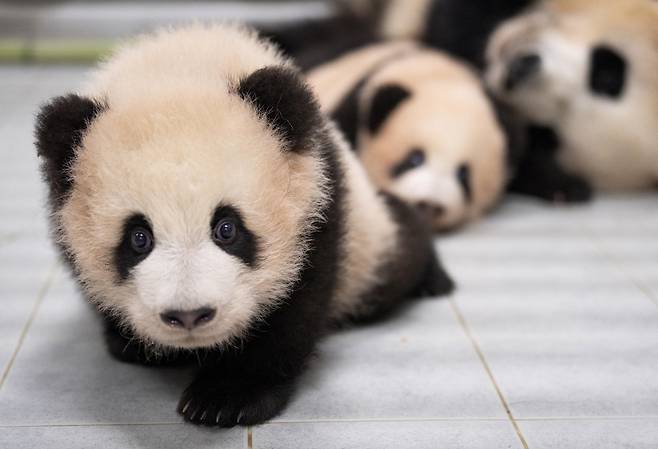 Twin giant pandas Rui Bao (front) and Hui Bao (Samsung C&T Corp.)