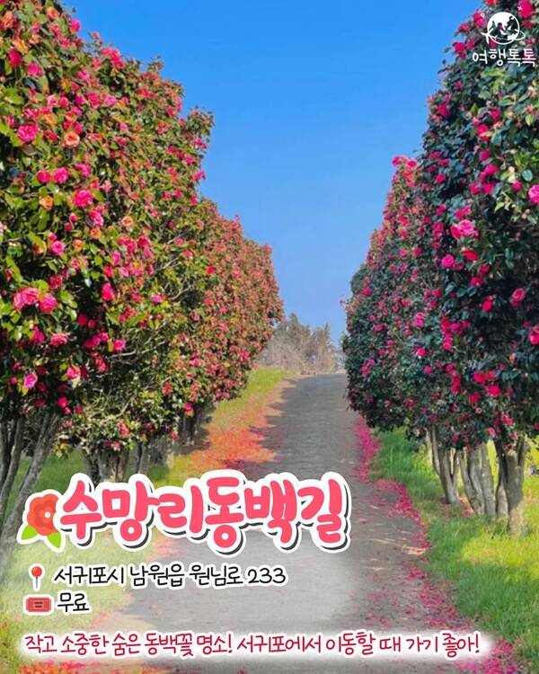 제주 동백꽃 명소 / ⓒ여행톡톡